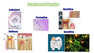 HISTOLOGÍA DE LA PULPA