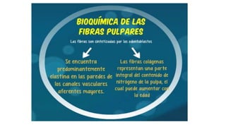 HISTOLOGÍA DE LA PULPA