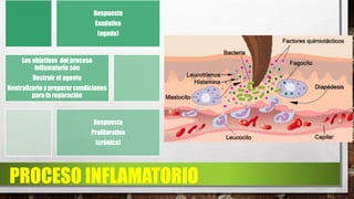 PROCESO INFLAMATORIO
Respuesta
Exudativa
(aguda)
Los objetivos del proceso
inflamatorio son
Destruir el agente
Neutralizarlo y preparar condiciones
para la reparación
Respuesta
Proliferativa
(crónica)
 