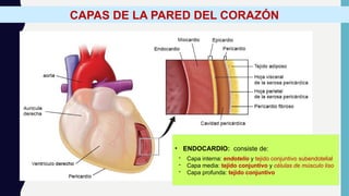 HISTOLOGiA DEL CORAZON Y CONSCEPTOS BASICOS .pptx
