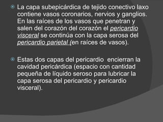 La capa subepicárdica de tejido conectivo laxo contiene vasos coronarios, nervios y ganglios. En las raíces de los vasos que penetran y salen del corazón del corazón el  pericardio visceral  se continúa con la capa serosa del  pericardio parietal ( en raíces de vasos). Estas dos capas del pericardio  encierran la cavidad pericárdica (espacio con cantidad pequeña de líquido seroso para lubricar la capa serosa del pericardio y pericardio visceral). 