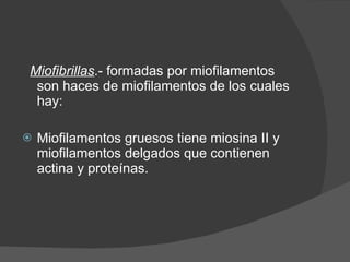 Miofibrillas .- formadas por miofilamentos son haces de miofilamentos de los cuales hay: Miofilamentos gruesos tiene miosina II y miofilamentos delgados que contienen actina y proteínas. 