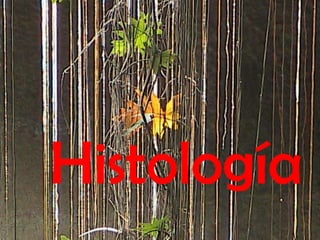 Histología

 