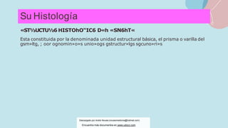 Su Histología
«ST½UCTU½6 HISTOhO“IC6 D«h «SN6hT«
Esta constituida por la denominada unidad estructural básica, el prisma o varilla del
gsm»ltg, ; oor ognomin»o»s unio»ogs gstructur»lgs sgcuno»ri»s
Descargado por Andre Novais (novaismedicina@hotmail.com)
Encuentra más documentos en www.udocz.com
 