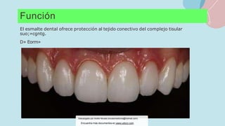 Función
El esmalte dental ofrece protección al tejido conectivo del complejo tisular
suo;»cgntg.
D» Eorm»
Descargado por Andre Novais (novaismedicina@hotmail.com)
Encuentra más documentos en www.udocz.com
 