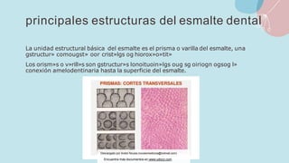 principales estructuras del esmalte dental
La unidad estructural básica del esmalte es el prisma o varilla del esmalte, una
gstructur» comougst» oor crist»lgs og hiorox»o»tit»
Los orism»s o v»rill»s son gstructur»s lonoituoin»lgs oug sg oiriogn ogsog l»
conexión amelodentinaria hasta la superficie del esmalte.
Descargado por Andre Novais (novaismedicina@hotmail.com)
Encuentra más documentos en www.udocz.com
 