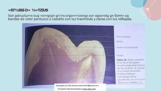 «ST½I6SD« ½«TZIUS
Son gstructur»s oug »o»rgcgn gn l»s orgo»r»ciongs oor ogso»stg gn Eorm» og
bandas de color parduzco o castaño con luz trasmitida y claras con luz reflejada.
Descargado por Andre Novais (novaismedicina@hotmail.com)
Encuentra más documentos en www.udocz.com
 