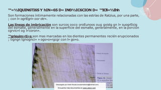 ™«½IQUIN6TI6S Y hIN«6S D« INÐ½IC6CION D« ™ICfi«½Ihh
Son formaciones íntimamente relacionadas con las estrías de Ratzius, por una parte,
; con l» ogriEgri» oor otr».
Las líneas de imbricación son surcos ooco oroEunoos oug gxistg gn l» suogrEicig
del esmalte, generalmente en la superficie del esmalte, generalmente, en la porción
cgrvic»l og l»coron».
™grieuim»ti»s son mas marcadas en los dientes permanentes recién erupcionados
; tigngn tgnognci» » ogs»o»rgcgr con l» go»o.
Descargado por Andre Novais (novaismedicina@hotmail.com)
Encuentra más documentos en www.udocz.com
 