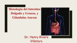 Histología del Intestino
Delgado y Grueso, y
Glándulas Anexas
Dr. Henry Rivera
Villatoro
 