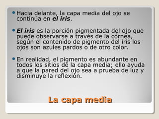 Hacia delante, la capa media del ojo se
 continúa en el iris.
El iris es la porción pigmentada del ojo que
 puede observarse a través de la córnea,
 según el contenido de pigmento del iris los
 ojos son azules pardos o de otro color.
En realidad, el pigmento es abundante en
 todos los sitios de la capa media; ello ayuda
 a que la pared del ojo sea a prueba de luz y
 disminuye la reflexión.



            La capa media
 