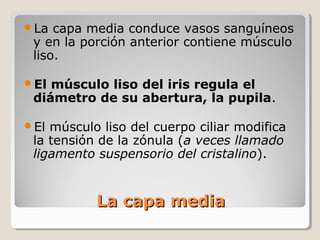 La  capa media conduce vasos sanguíneos
 y en la porción anterior contiene músculo
 liso.

El músculo liso del iris regula el
 diámetro de su abertura, la pupila.

El músculo liso del cuerpo ciliar modifica
 la tensión de la zónula (a veces llamado
 ligamento suspensorio del cristalino).


           La capa media
 