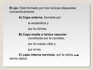 El ojo: Está formado por tres túnicas dispuestas
concéntricamente:
      A) Capa externa, formada por:
             la esclerótica y
             por la córnea.
      B) Capa media o túnica vascular:
            constituida por la coroides,
             por el cuerpo ciliar y
             por el iris.
       C) capa interna nerviosa, por la retina
nervio óptico.
 