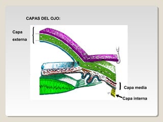 CAPAS DEL OJO:


Capa
externa




                        Capa media

                        Capa interna
 