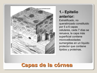 1.- Epitelio
             anterior:
             Estratificado, no
             queratinizado constituido
             por 5 a 6 capas
             celulares, cada 7 días se
             renueva, la capa más
             superficial contiene
             microvellosidades
             sumergidas en un líquido
             protector que contiene
             lípidos y proteínas.




Capas de la córnea
 