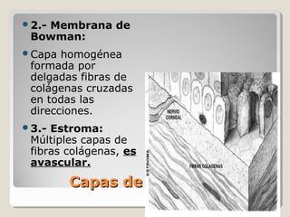 2.-
   Membrana de
 Bowman:
Capa  homogénea
 formada por
 delgadas fibras de
 colágenas cruzadas
 en todas las
 direcciones.
3.- Estroma:
 Múltiples capas de
 fibras colágenas, es
 avascular.
        Capas de la córnea
 