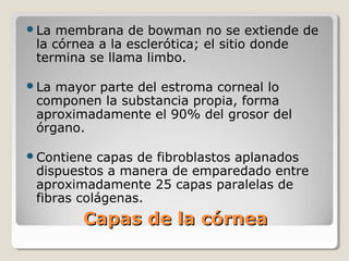 La  membrana de bowman no se extiende de
 la córnea a la esclerótica; el sitio donde
 termina se llama limbo.

La mayor parte del estroma corneal lo
 componen la substancia propia, forma
 aproximadamente el 90% del grosor del
 órgano.

Contiene  capas de fibroblastos aplanados
 dispuestos a manera de emparedado entre
 aproximadamente 25 capas paralelas de
 fibras colágenas.
        Capas de la córnea
 