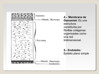 4.- Membrana de
Descemet: Es una
estructura
constituida por
fibrillas colágenas
organizadas como
una red
tridimensional.


5.- Endotelio:
Epitelio plano simple
 