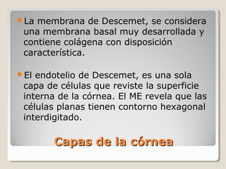 La membrana de Descemet, se considera
 una membrana basal muy desarrollada y
 contiene colágena con disposición
 característica.

El endotelio de Descemet, es una sola
 capa de células que reviste la superficie
 interna de la córnea. El ME revela que las
 células planas tienen contorno hexagonal
 interdigitado.

       Capas de la córnea
 