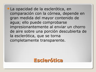 La  opacidad de la esclerótica, en
 comparación con la córnea, depende en
 gran medida del mayor contenido de
 agua; ello puede comprobarse
 impresionantemente al enviar un chorro
 de aire sobre una porción descubierta de
 la esclerótica, que se torna
 completamente transparente.




             Esclerótica
 