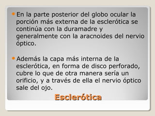 En la parte posterior del globo ocular la
 porción más externa de la esclerótica se
 continúa con la duramadre y
 generalmente con la aracnoides del nervio
 óptico.

Además     la capa más interna de la
 esclerótica, en forma de disco perforado,
 cubre lo que de otra manera sería un
 orificio, y a través de ella el nervio óptico
 sale del ojo.
              Esclerótica
 