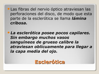 Las fibras del nervio óptico atraviesan las
 perforaciones del disco, de modo que esta
 parte de la esclerótica se llama lámina
 cribosa.

La  esclerótica posee pocos capilares.
 Sin embargo muchos vasos
 sanguíneos de grueso calibre la
 atraviesan oblicuamente para llegar a
 la capa media del ojo.

             Esclerótica
 