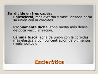 Se divide en tres capas:
  ◦ Epiescleral, mas externa y vascularizada hacia
    su unión con la coroides.

  ◦ Propiamente dicha, zona media más densa,
    de poca vascularización.

  ◦ Lámina fusca, zona de unión con la coroides,
    más elástica y con concentración de pigmentos
    (melanocitos).




               Esclerótica
 