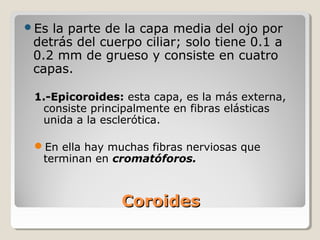 Es la parte de la capa media del ojo por
 detrás del cuerpo ciliar; solo tiene 0.1 a
 0.2 mm de grueso y consiste en cuatro
 capas.

 1.-Epicoroides: esta capa, es la más externa,
  consiste principalmente en fibras elásticas
  unida a la esclerótica.

 En ella hay muchas fibras nerviosas que
  terminan en cromatóforos.



                Coroides
 