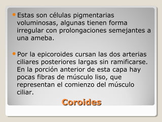 Estas son células pigmentarias
 voluminosas, algunas tienen forma
 irregular con prolongaciones semejantes a
 una ameba.

Por  la epicoroides cursan las dos arterias
 ciliares posteriores largas sin ramificarse.
 En la porción anterior de esta capa hay
 pocas fibras de músculo liso, que
 representan el comienzo del músculo
 ciliar.
                Coroides
 