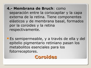 4.- Membrana de Bruch: como
 separación entre la coriocapilar y la capa
 externa de la retina. Tiene componentes
 elásticos y de membrana basal, formados
 por la coroides y la retina
 respectivamente.

Es semipermeable, y a través de ella y del
 epitelio pigmentario retiniano pasan los
 metabolitos esenciales para los
 fotorreceptores.
               Coroides
 