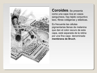 Coroides: Se presenta
como una capa rica en vasos
sanguíneos, hay tejido conjuntivo
laxo, fibras colágenas y elásticas.
Es frecuente las células
pigmentarias llenas de melanina
que dan el color oscuro de esta
capa, está separada de la retina
por una fina capa denominada
membrana de Bruch.
 