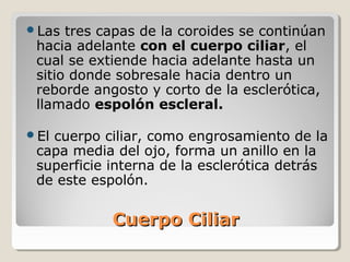 Las  tres capas de la coroides se continúan
 hacia adelante con el cuerpo ciliar, el
 cual se extiende hacia adelante hasta un
 sitio donde sobresale hacia dentro un
 reborde angosto y corto de la esclerótica,
 llamado espolón escleral.

Elcuerpo ciliar, como engrosamiento de la
 capa media del ojo, forma un anillo en la
 superficie interna de la esclerótica detrás
 de este espolón.

            Cuerpo Ciliar
 