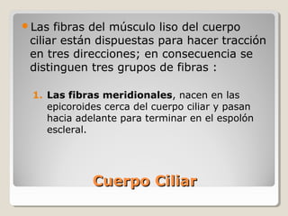 Las  fibras del músculo liso del cuerpo
 ciliar están dispuestas para hacer tracción
 en tres direcciones; en consecuencia se
 distinguen tres grupos de fibras :

 1. Las fibras meridionales, nacen en las
    epicoroides cerca del cuerpo ciliar y pasan
    hacia adelante para terminar en el espolón
    escleral.




             Cuerpo Ciliar
 