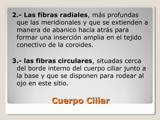 2.- Las fibras radiales, más profundas
 que las meridionales y que se extienden a
 manera de abanico hacia atrás para
 formar una inserción amplia en el tejido
 conectivo de la coroides.

3.- las fibras circulares, situadas cerca
 del borde interno del cuerpo ciliar junto a
 la base y que se disponen para rodear al
 ojo en este sitio.

            Cuerpo Ciliar
 