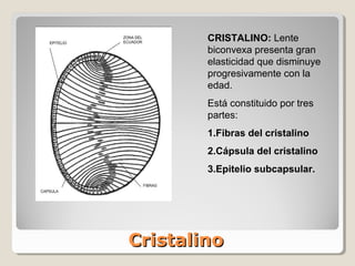 CRISTALINO: Lente
        biconvexa presenta gran
        elasticidad que disminuye
        progresivamente con la
        edad.
        Está constituido por tres
        partes:
        1.Fibras del cristalino
        2.Cápsula del cristalino
        3.Epitelio subcapsular.




Cristalino
 