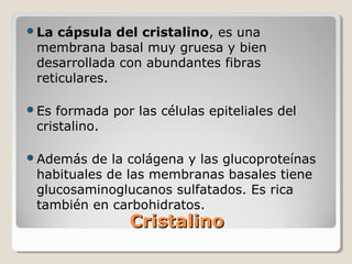 La  cápsula del cristalino, es una
 membrana basal muy gruesa y bien
 desarrollada con abundantes fibras
 reticulares.

Es  formada por las células epiteliales del
 cristalino.

Además   de la colágena y las glucoproteínas
 habituales de las membranas basales tiene
 glucosaminoglucanos sulfatados. Es rica
 también en carbohidratos.
                Cristalino
 