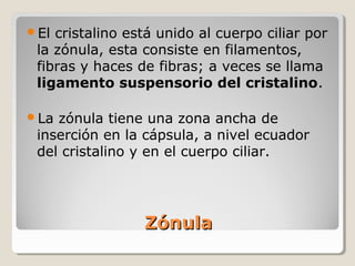 El cristalino está unido al cuerpo ciliar por
 la zónula, esta consiste en filamentos,
 fibras y haces de fibras; a veces se llama
 ligamento suspensorio del cristalino.

La zónula tiene una zona ancha de
 inserción en la cápsula, a nivel ecuador
 del cristalino y en el cuerpo ciliar.




                 Zónula
 