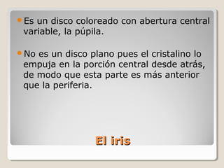 Es un disco coloreado con abertura central
 variable, la púpila.

No es un disco plano pues el cristalino lo
 empuja en la porción central desde atrás,
 de modo que esta parte es más anterior
 que la periferia.




                 El iris
 