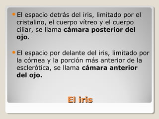 El  espacio detrás del iris, limitado por el
 cristalino, el cuerpo vítreo y el cuerpo
 ciliar, se llama cámara posterior del
 ojo.

El espacio por delante del iris, limitado por
 la córnea y la porción más anterior de la
 esclerótica, se llama cámara anterior
 del ojo.



                  El iris
 