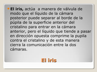 El iris, actúa a manera de válvula de
 modo que el líquido de la cámara
 posterior puede separar al borde de la
 púpila de la superficie anterior del
 cristalino para entrar en la cámara
 anterior, pero el líquido que tiende a pasar
 en dirección opuesta comprime la pupila
 contra el cristalino y de esta manera
 cierra la comunicación entre la dos
 cámaras.


                 El iris
 