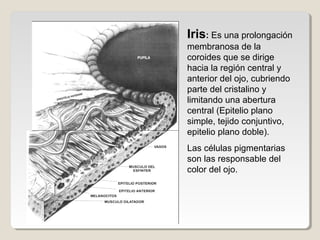 Iris: Es una prolongación
membranosa de la
coroides que se dirige
hacia la región central y
anterior del ojo, cubriendo
parte del cristalino y
limitando una abertura
central (Epitelio plano
simple, tejido conjuntivo,
epitelio plano doble).
Las células pigmentarias
son las responsable del
color del ojo.
 