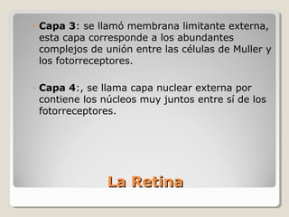 ◦ Capa 3: se llamó membrana limitante externa,
  esta capa corresponde a los abundantes
  complejos de unión entre las células de Muller y
  los fotorreceptores.

◦ Capa 4:, se llama capa nuclear externa por
  contiene los núcleos muy juntos entre sí de los
  fotorreceptores.




               La Retina
 