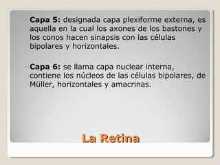 ◦ Capa 5: designada capa plexiforme externa, es
  aquella en la cual los axones de los bastones y
  los conos hacen sinapsis con las células
  bipolares y horizontales.

◦ Capa 6: se llama capa nuclear interna,
  contiene los núcleos de las células bipolares, de
  Müller, horizontales y amacrinas.




               La Retina
 
