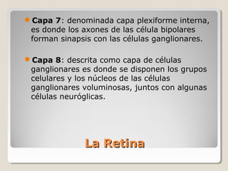 Capa 7: denominada capa plexiforme interna,
 es donde los axones de las célula bipolares
 forman sinapsis con las células ganglionares.

Capa 8: descrita como capa de células
 ganglionares es donde se disponen los grupos
 celulares y los núcleos de las células
 ganglionares voluminosas, juntos con algunas
 células neuróglicas.




              La Retina
 