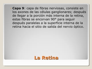 ◦ Capa 9: capa de fibras nerviosas, consiste en
  los axones de las células ganglionares; después
  de llegar a la porción más interna de la retina,
  estas fibras se encorvan 90° para seguir
  después paralelas a la superficie interna de la
  retina hacia el sitio de salida del nervio óptico.




                La Retina
 