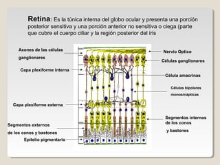Retina: Es la túnica interna del globo ocular y presenta una porción
         posterior sensitiva y una porción anterior no sensitiva o ciega (parte
         que cubre el cuerpo ciliar y la región posterior del iris

     Axones de las células                                        Nervio Optico
     ganglionares
                                                                 Células ganglionares

     Capa plexiforme interna
                                                                   Célula amacrinas

                                                                     Células bipolares
                                                                     monosinápticas

  Capa plexiforme externa


                                                                   Segmentos internos
                                                                   de los conos
Segmentos externos
                                                                    y bastones
de los conos y bastones
       Epitelio pigmentario
 