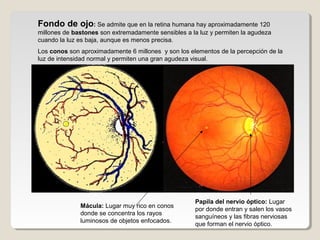 Fondo de ojo: Se admite que en la retina humana hay aproximadamente 120
millones de bastones son extremadamente sensibles a la luz y permiten la agudeza
cuando la luz es baja, aunque es menos precisa.
Los conos son aproximadamente 6 millones y son los elementos de la percepción de la
luz de intensidad normal y permiten una gran agudeza visual.




                                                     Papila del nervio óptico: Lugar
              Mácula: Lugar muy rico en conos
                                                     por donde entran y salen los vasos
              donde se concentra los rayos
                                                     sanguíneos y las fibras nerviosas
              luminosos de objetos enfocados.
                                                     que forman el nervio óptico.
 