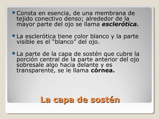 Consta  en esencia, de una membrana de
 tejido conectivo denso; alrededor de la
 mayor parte del ojo se llama esclerótica.
La esclerótica tiene color blanco y la parte
 visible es el “blanco” del ojo.
La parte de la capa de sostén que cubre la
 porción central de la parte anterior del ojo
 sobresale algo hacia delante y es
 transparente, se le llama córnea.




          La capa de sostén
 