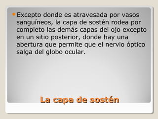Excepto  donde es atravesada por vasos
 sanguíneos, la capa de sostén rodea por
 completo las demás capas del ojo excepto
 en un sitio posterior, donde hay una
 abertura que permite que el nervio óptico
 salga del globo ocular.




        La capa de sostén
 