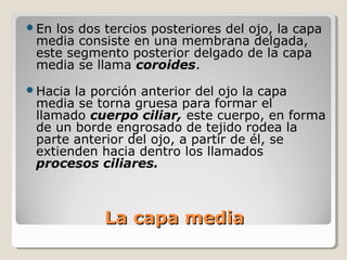 En los dos tercios posteriores del ojo, la capa
 media consiste en una membrana delgada,
 este segmento posterior delgado de la capa
 media se llama coroides.
Hacia la porción anterior del ojo la capa
 media se torna gruesa para formar el
 llamado cuerpo ciliar, este cuerpo, en forma
 de un borde engrosado de tejido rodea la
 parte anterior del ojo, a partir de él, se
 extienden hacia dentro los llamados
 procesos ciliares.



            La capa media
 