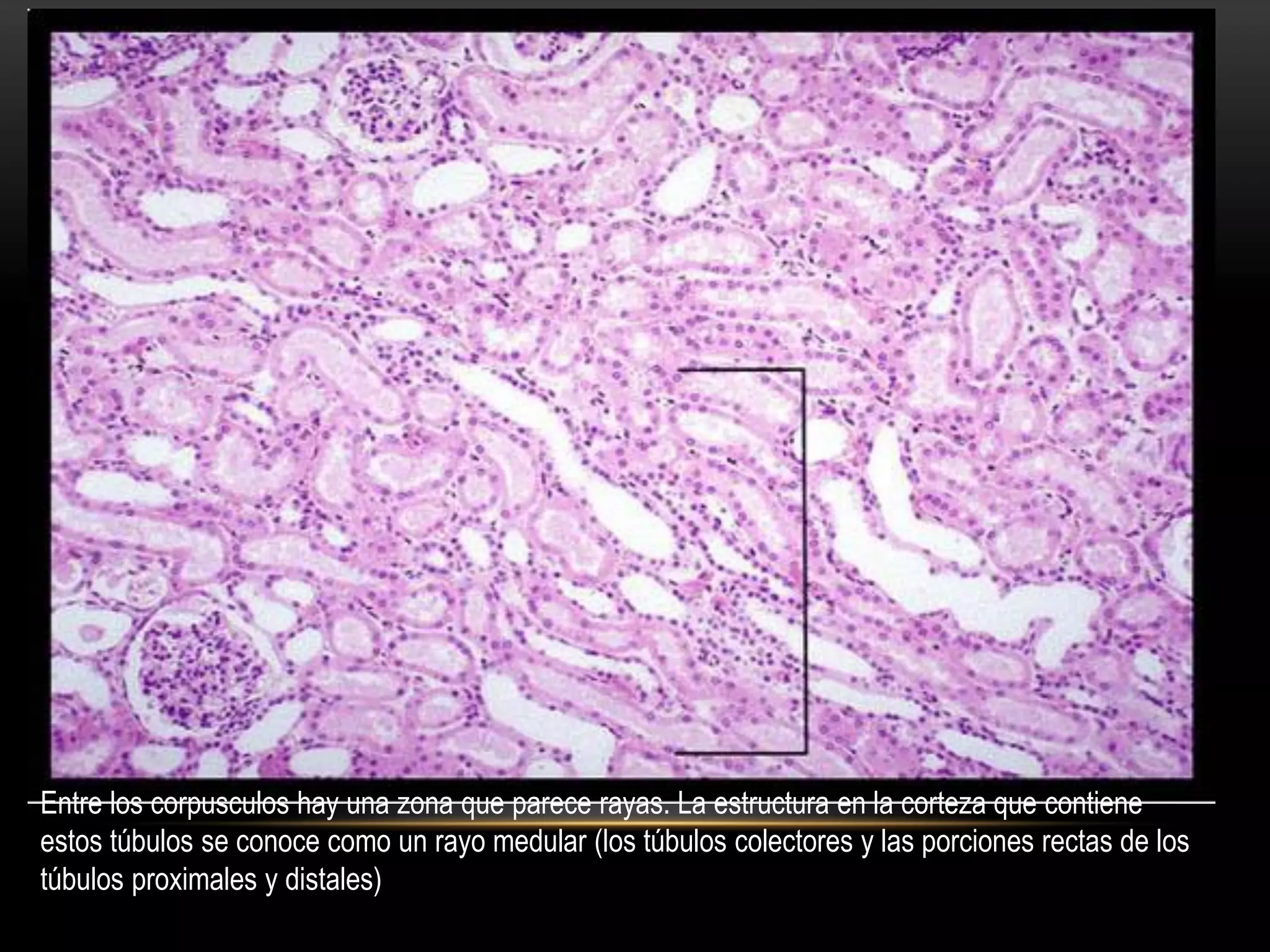 Histologia del riñon | PDF